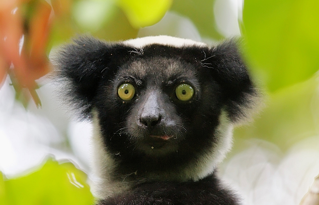Indri Indri in Andasibe National Park Madagaskar