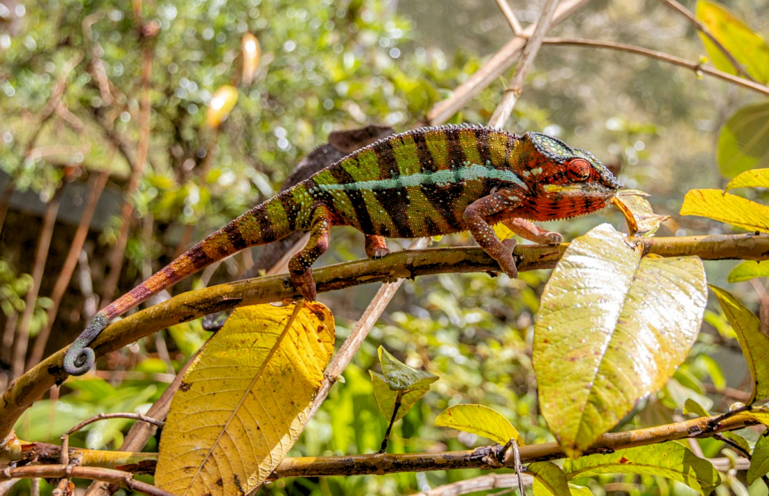 Kameleon op Madagaskar