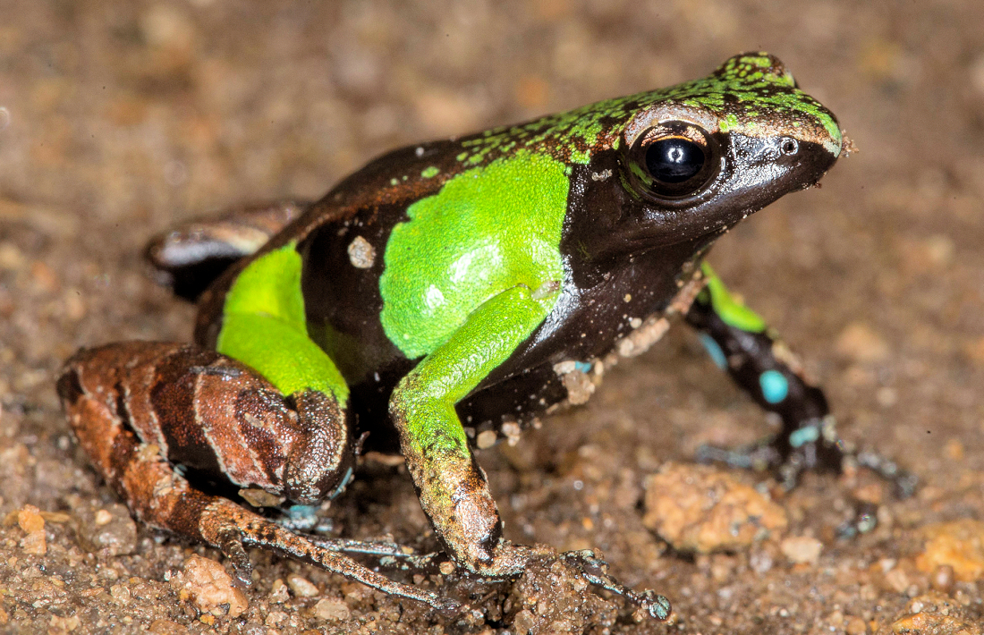 Kikker op Madagaskar dieren