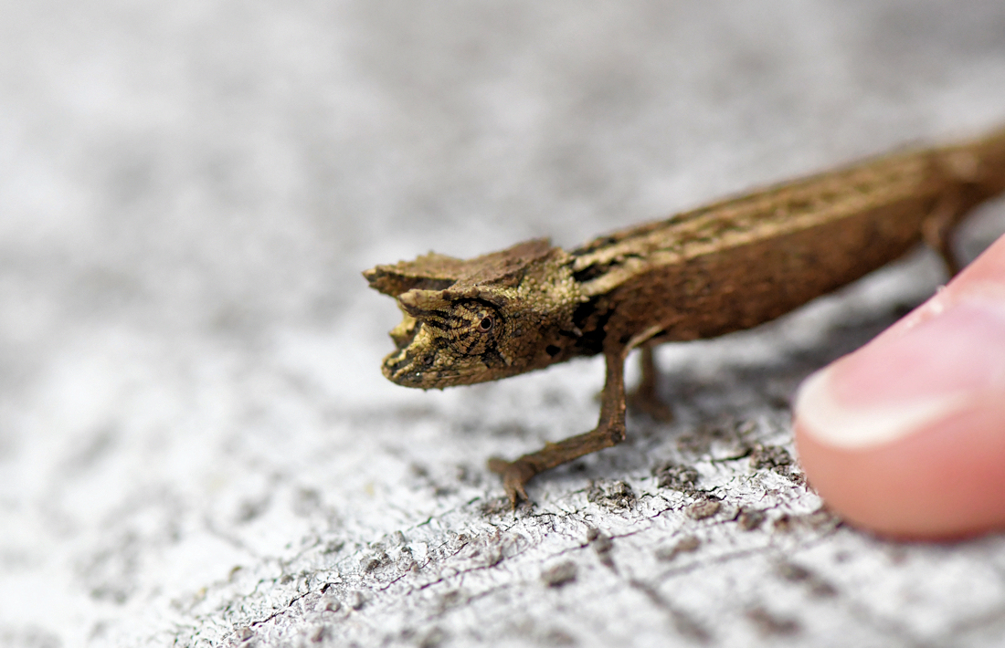 Kleinste kameleon van Madagaskar