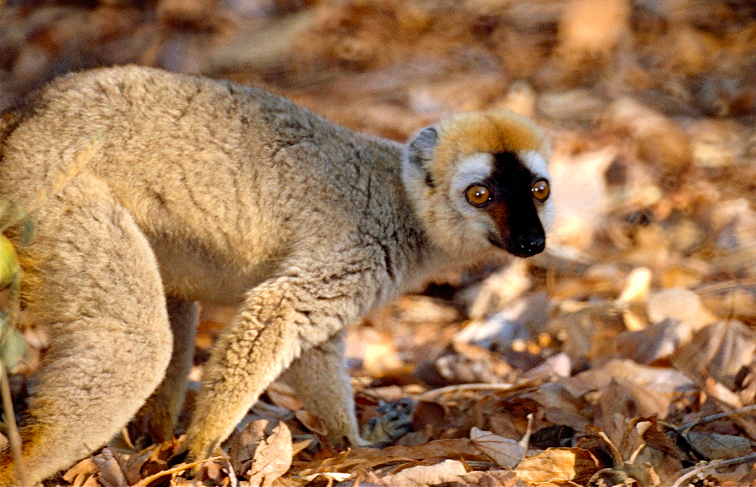 Lemuur bij Tsingy de Bemaraha op Madagaskar