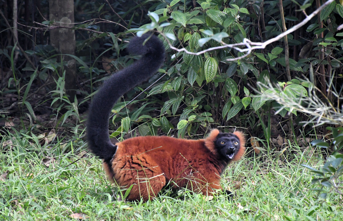 Lemuur in het Andasibe Mantadia National Park op Madagaskar