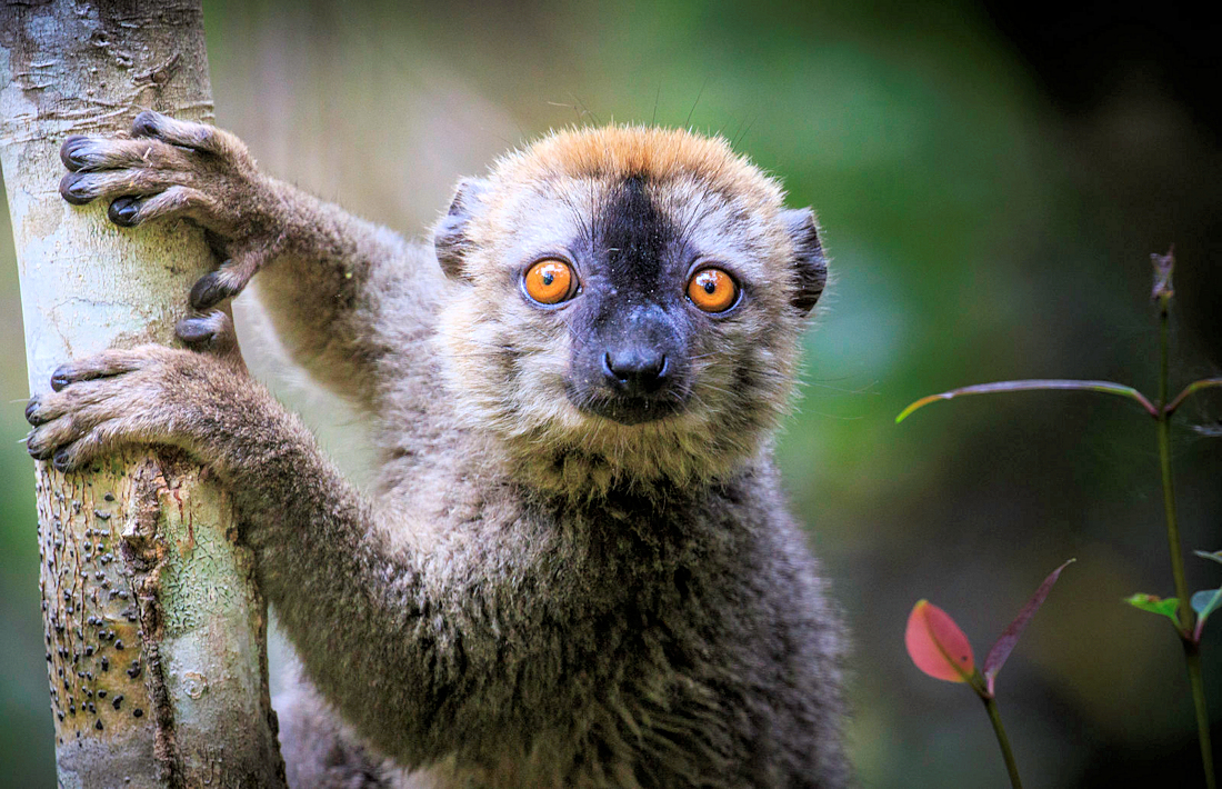 Lemuur van Madagaskar