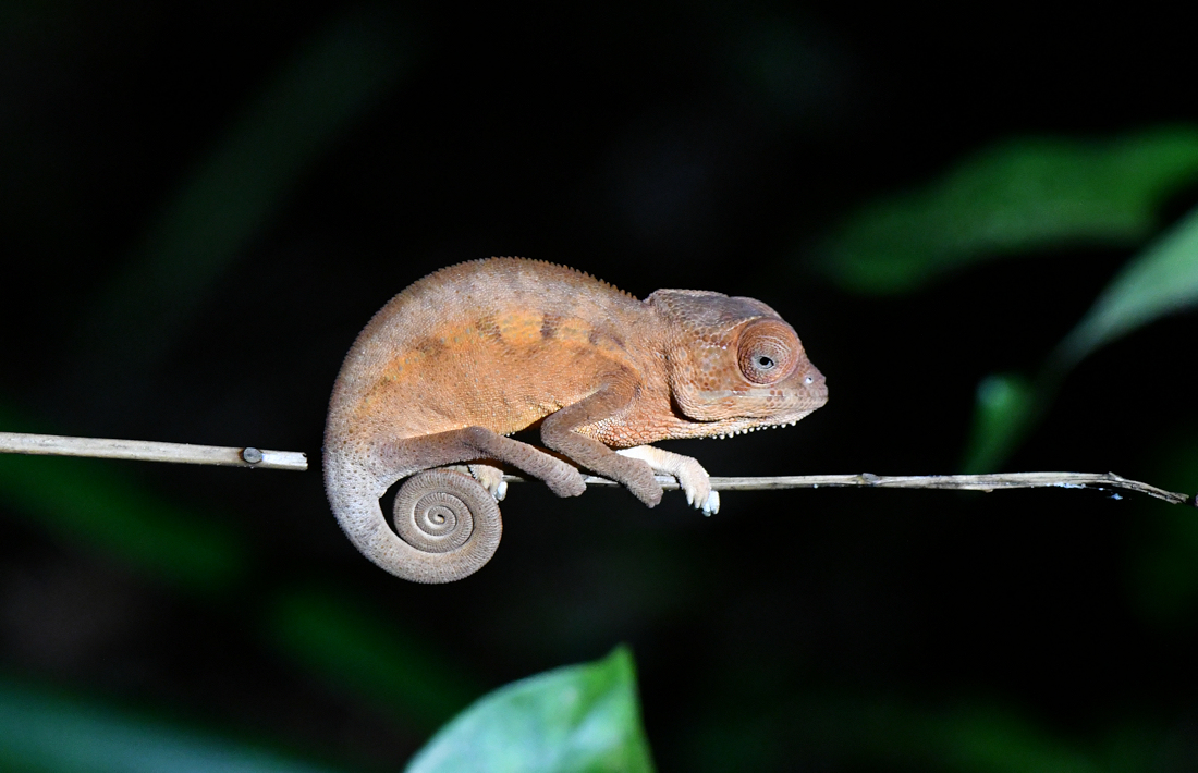 Nachtwandeling op Madagaskar Kameleon spotten