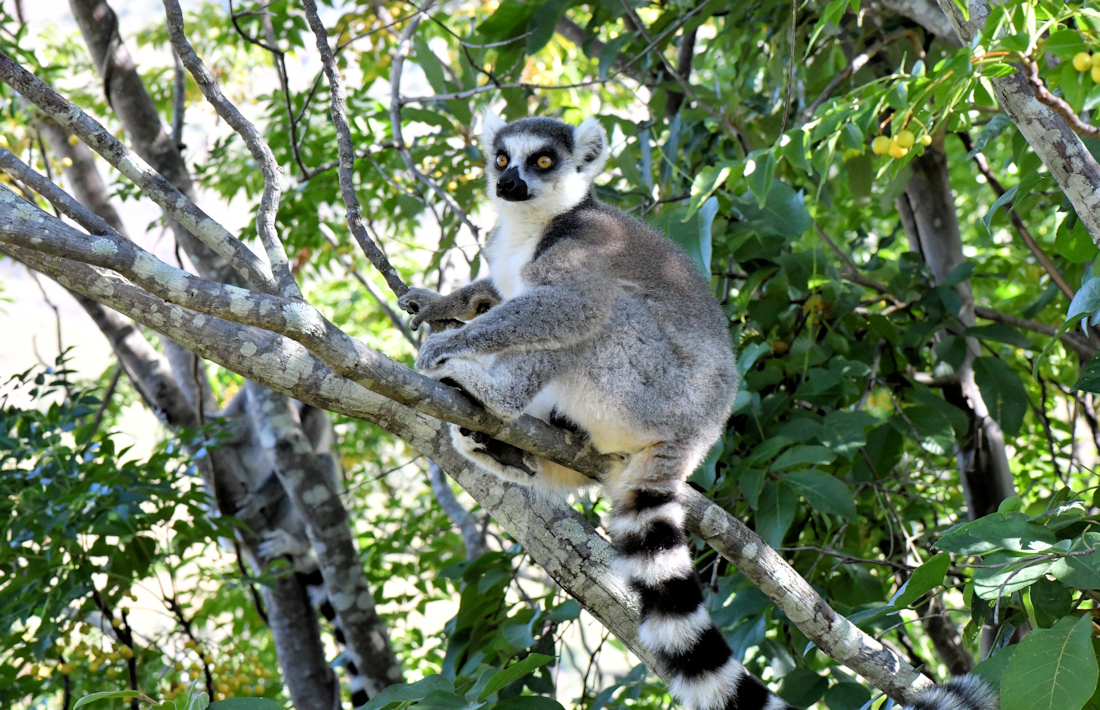 Ringstaartmaki in Anja Reserve op Madagaskar