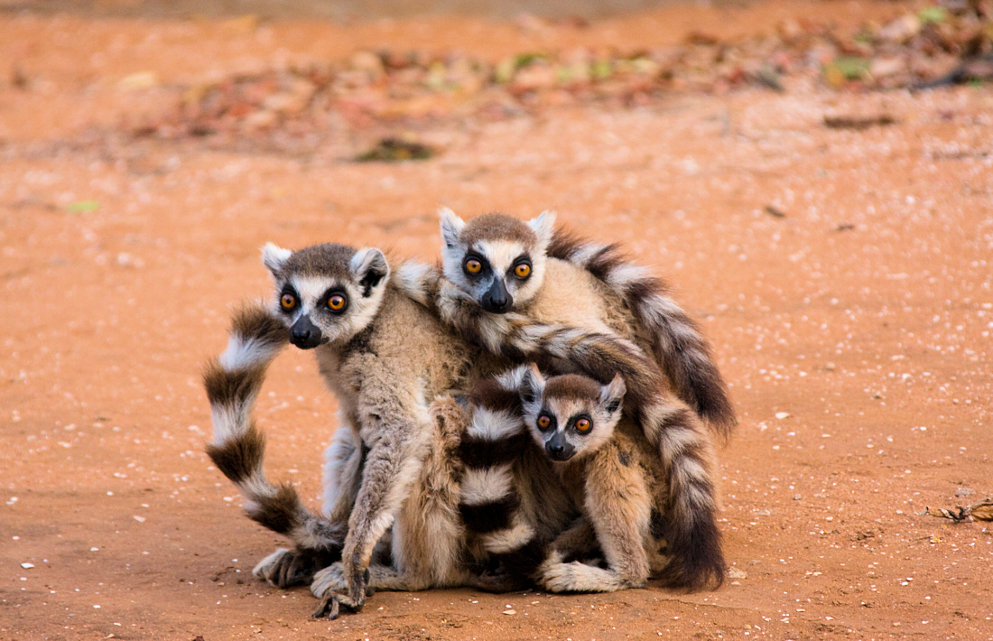 Ringstaartmaki's op Madagaskar dieren