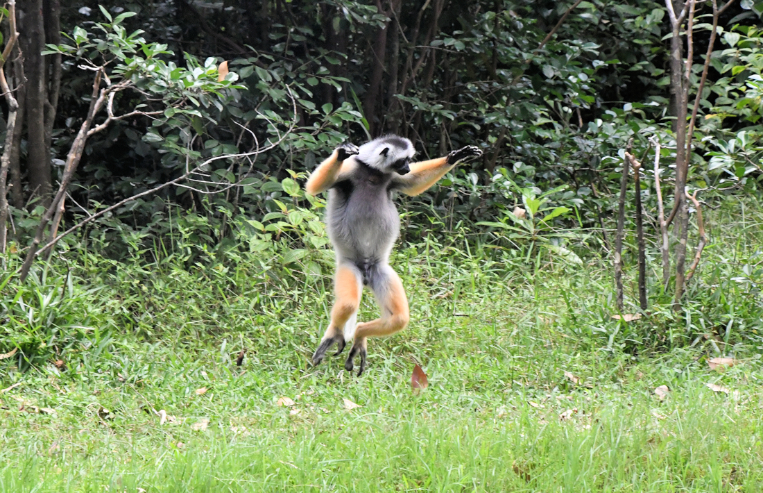 Sifaka op Madagascar dansende lemuur
