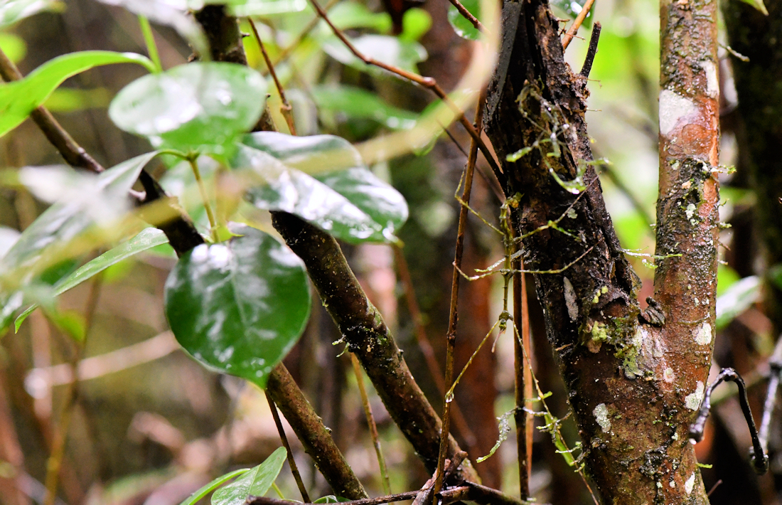 Wandelende tak op Madagaskar dieren