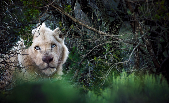 Witte leeuw gespot in wildreservaat Zuid Afrika