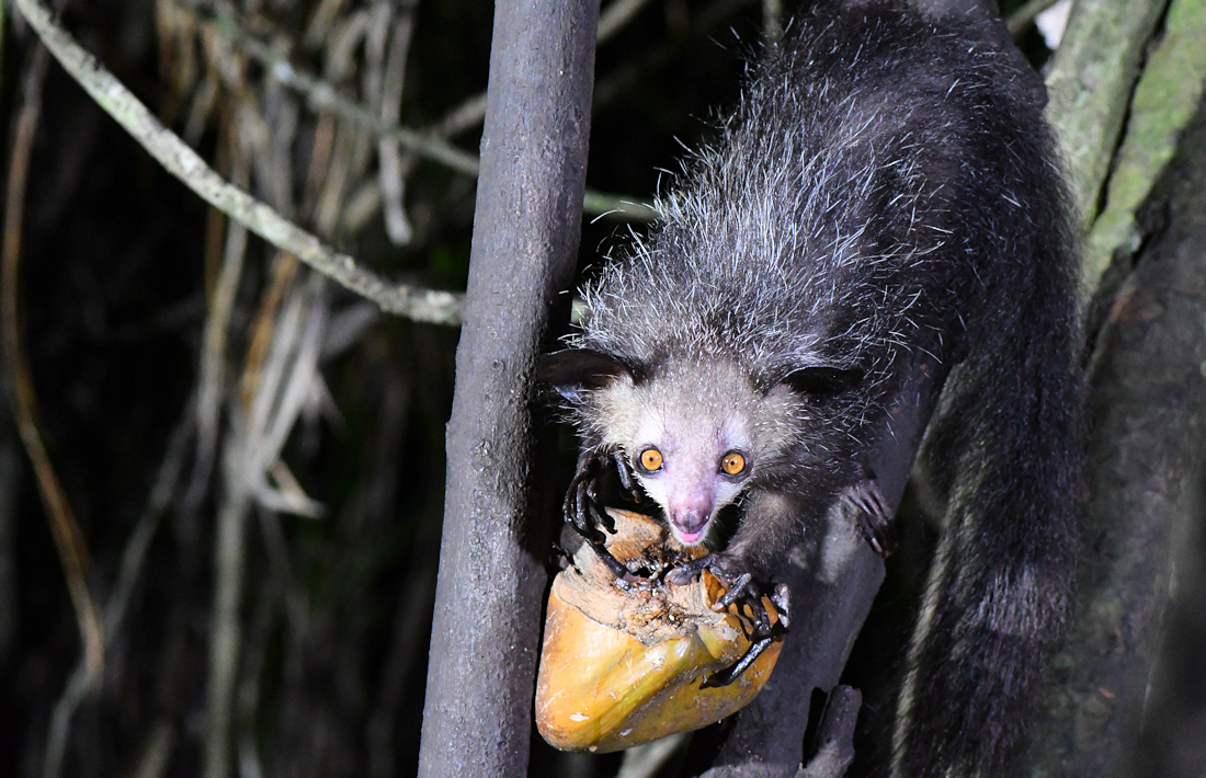 aye aye op Madagaskar vingerdier