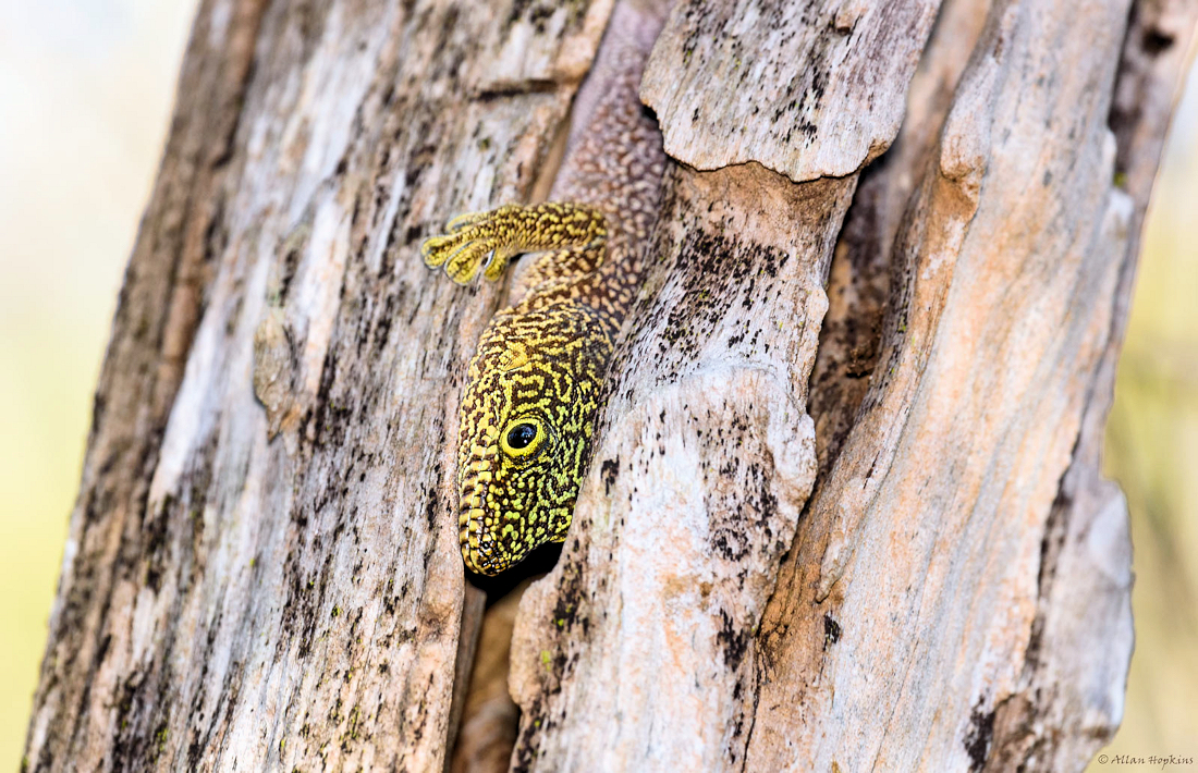 gekko in boom Magaskar