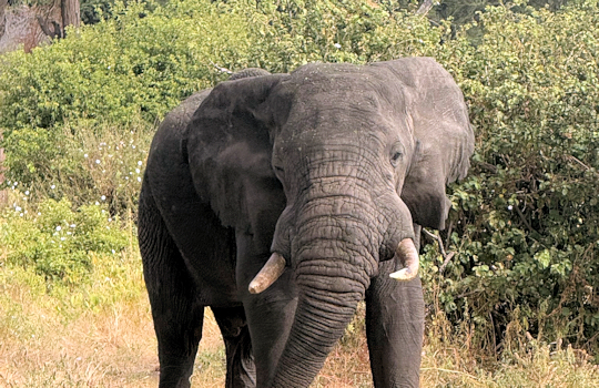 Olifant in Tanzania