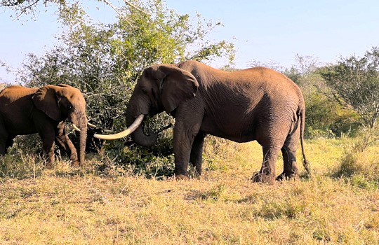 olifanten in Zuid Afrika tijdens safari
